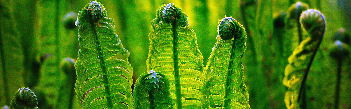 取之天然：用于自然：植物保?。汉椭C植保